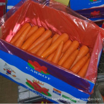Top Quality of Fresh Chinese Carrot